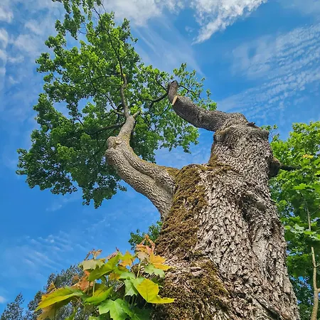 Dom Pod Klonem Na Kaszubach