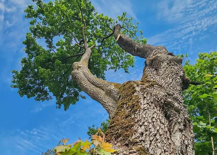 Dom Pod Klonem Na Kaszubach