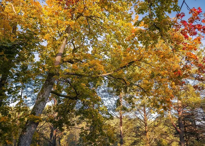 Dom Pod Klonem Na Kaszubach 度假居 Kościerzyna